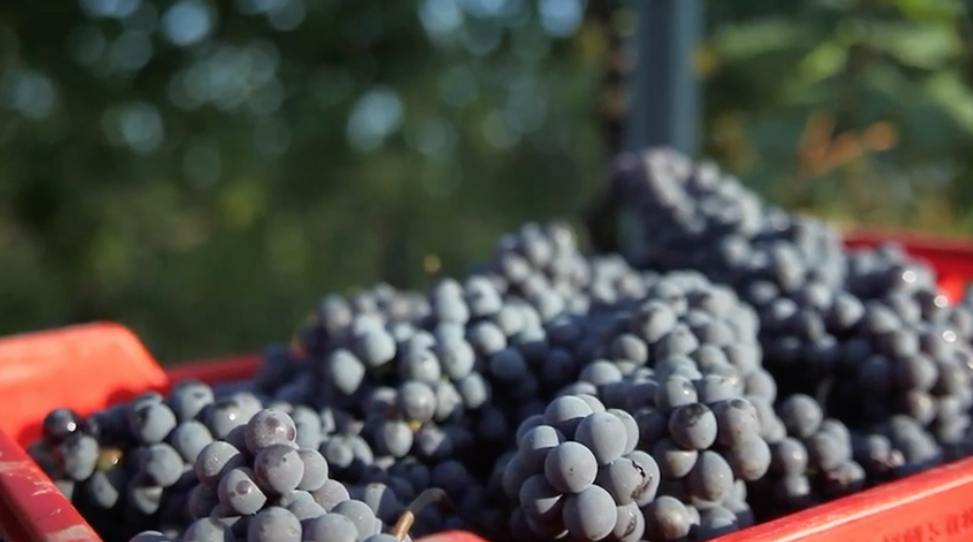 Marziano Abbona - Regal Wine Imports
